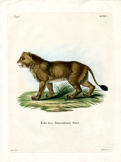 Indian Lion a German School, (19th century)