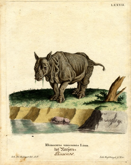 Indian Rhinoceros a German School, (19th century)