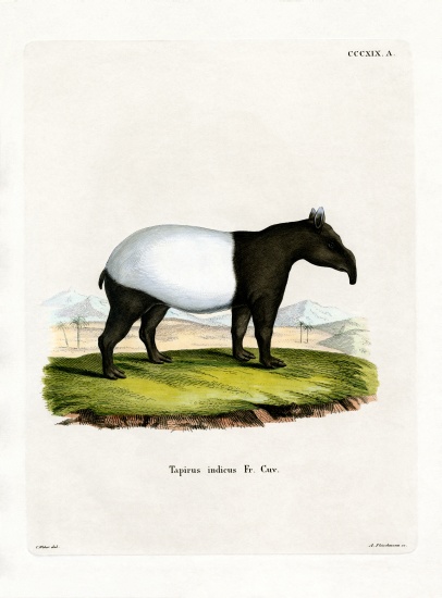 Indian Tapir a German School, (19th century)