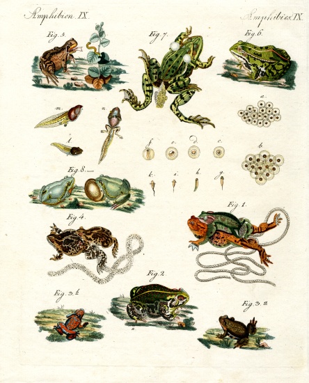 Indigenous frogs and toads a German School, (19th century)