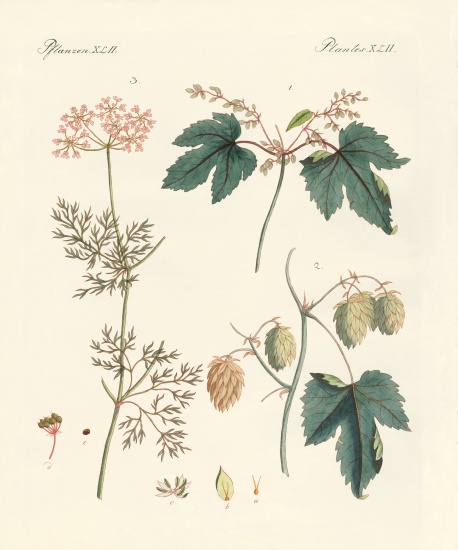 Indigenous spice plants a German School, (19th century)