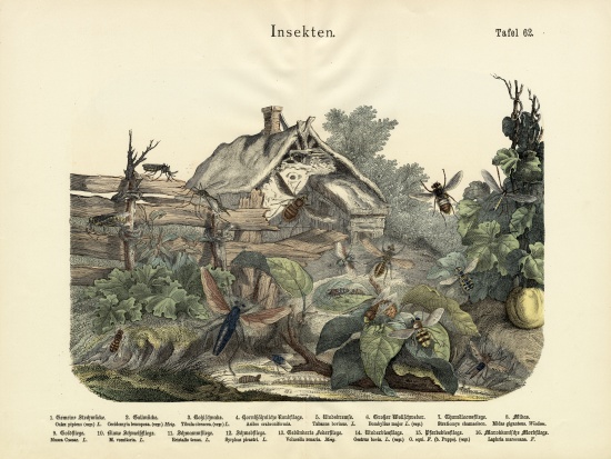Insects, c.1860 a German School, (19th century)