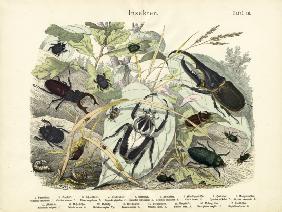 Insects, c.1860