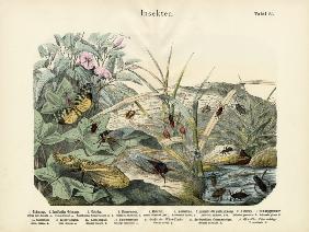 Insects, c.1860