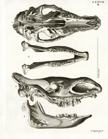 Jaw Bones a German School, (19th century)