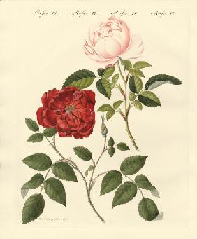 Kinds of roses