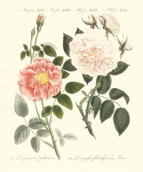 Kinds of roses a German School, (19th century)