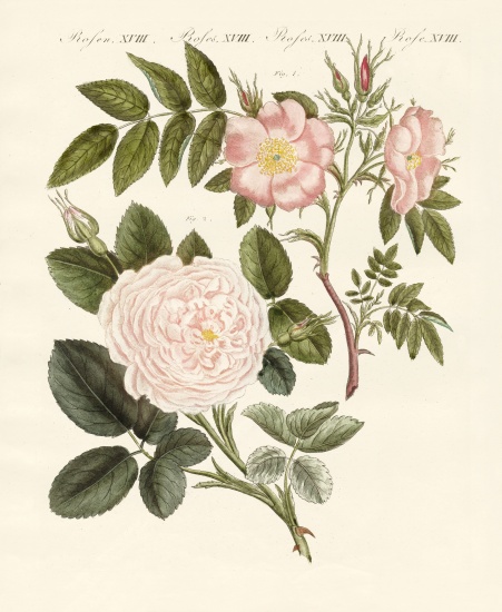 Kinds of roses a German School, (19th century)