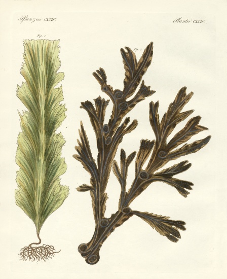 Kinds of seaweed a German School, (19th century)