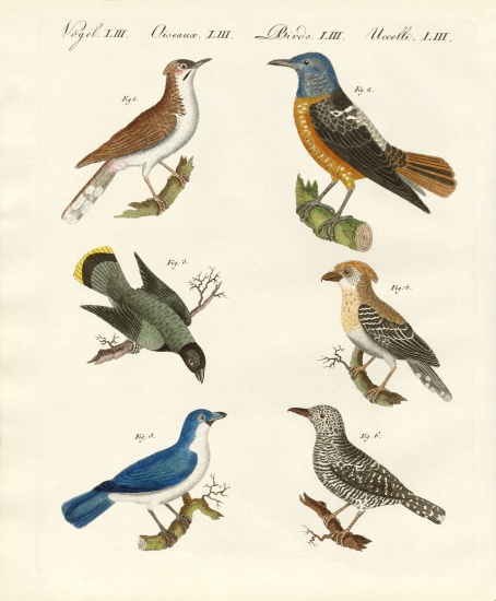 Kinds of shrikes -- or red-backed shrikes a German School, (19th century)