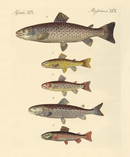 Kinds of trouts a German School, (19th century)