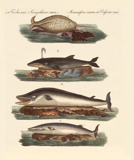 Kinds of whales a German School, (19th century)