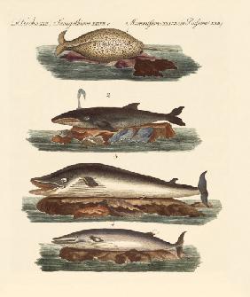 Kinds of whales