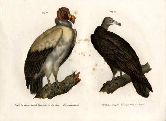 King Vulture a German School, (19th century)