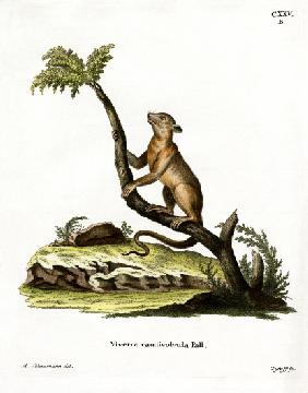 Kinkajou