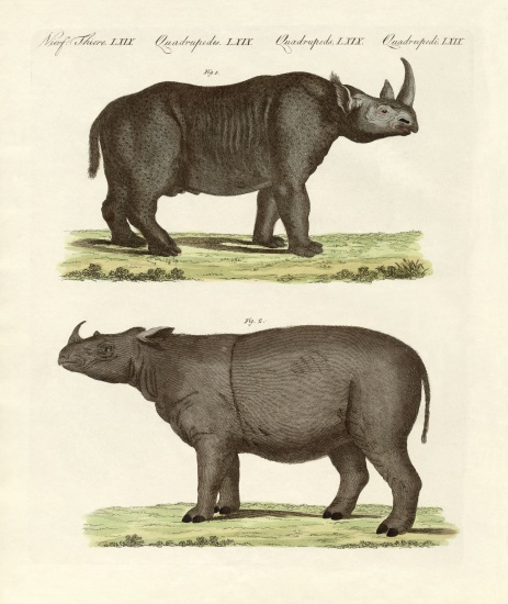 Large four-footed mammals a German School, (19th century)