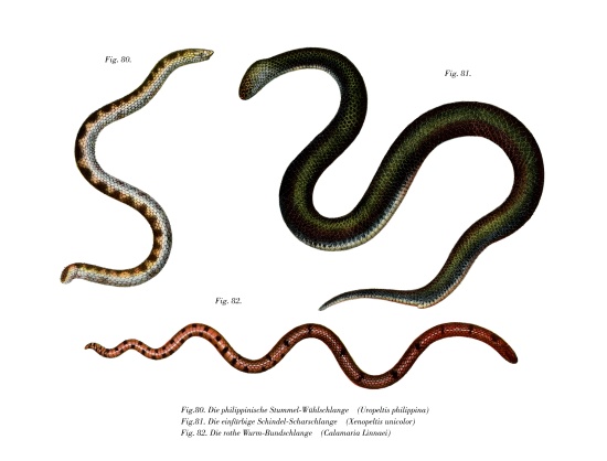 Large Shieldtail Snake a German School, (19th century)