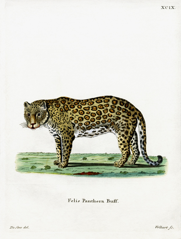leopard a German School, (19th century)