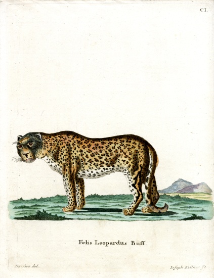 Leopard a German School, (19th century)
