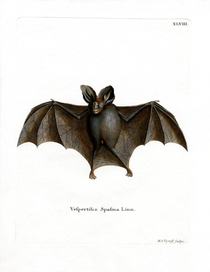 Lesser False Vampire Bat a German School, (19th century)