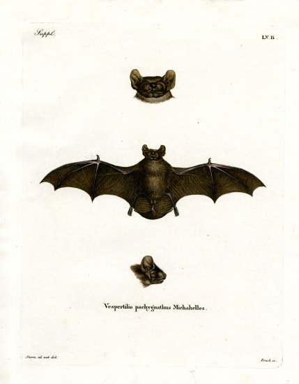 Lesser Noctule Bat a German School, (19th century)