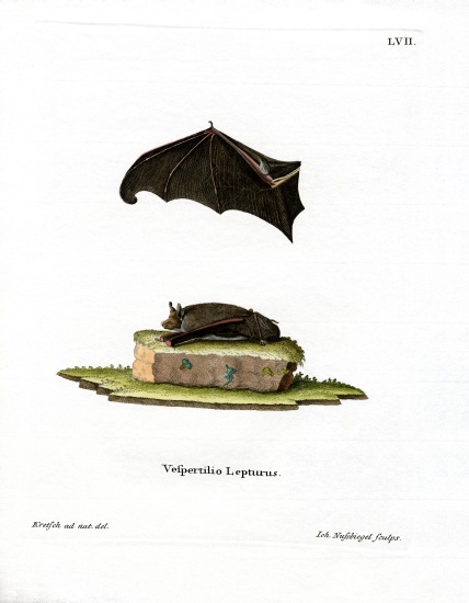 Lesser Sac-winged Bat a German School, (19th century)