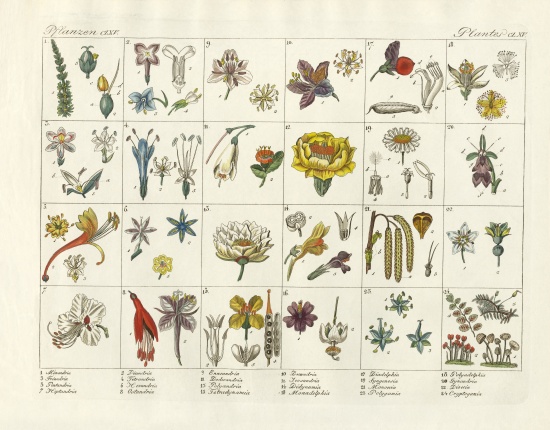 Linne's plant system a German School, (19th century)