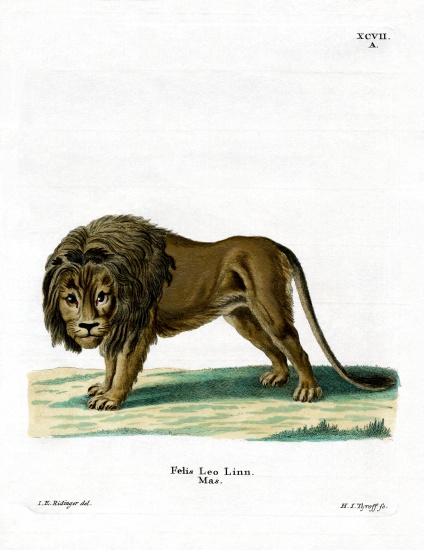 Lion a German School, (19th century)