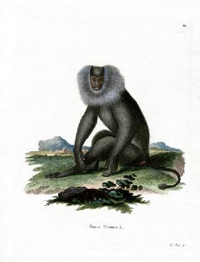 Lion-tailed Macaque