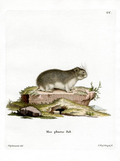 Little Grey Hamster a German School, (19th century)