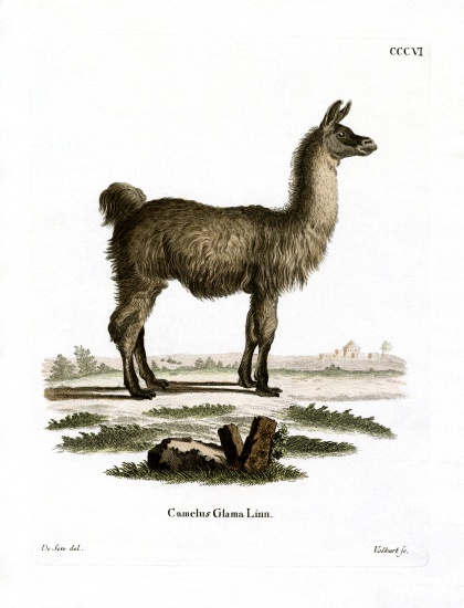 Llama a German School, (19th century)