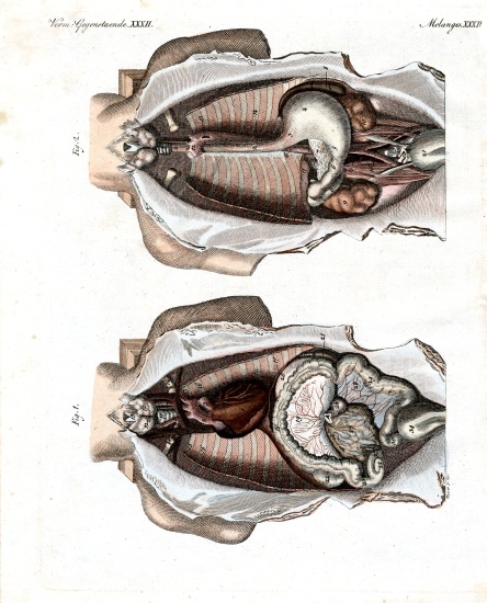Location of intestines in the human body a German School, (19th century)