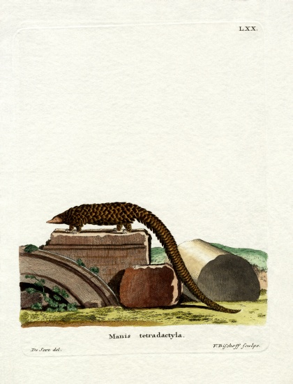 Long-tailed Pangolin a German School, (19th century)