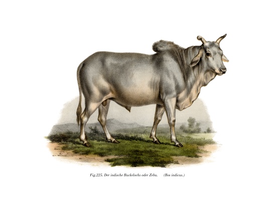 Malian Zebu Cow a German School, (19th century)