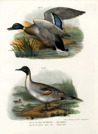 Mallard a German School, (19th century)