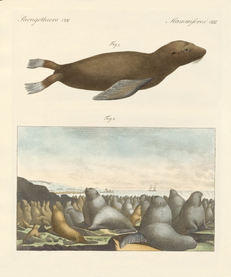 Mammals a German School, (19th century)