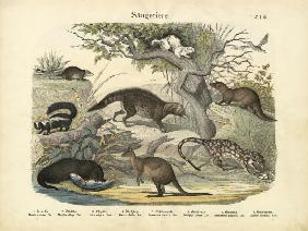 Mammals, c.1860