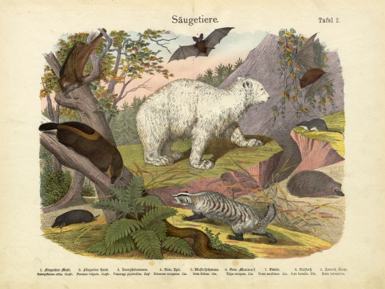 Mammals, c.1860 a German School, (19th century)