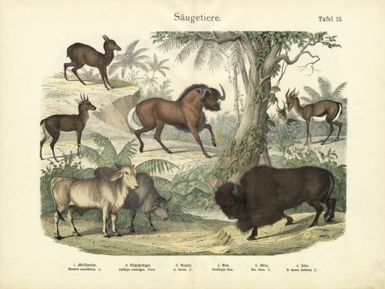 Mammals, c.1860 a German School, (19th century)
