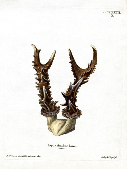Maountain Hare Antlers a German School, (19th century)