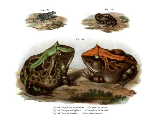 Marbled Four-eyed Frog a German School, (19th century)