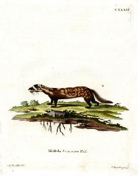 Marbled Polecat