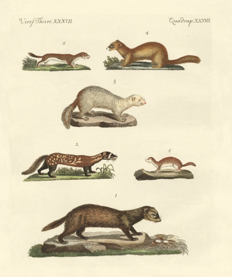 Martens and weasel a German School, (19th century)