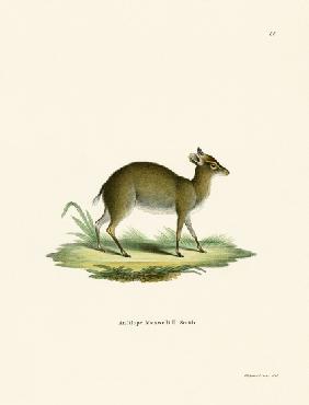 Maxwell's Duiker