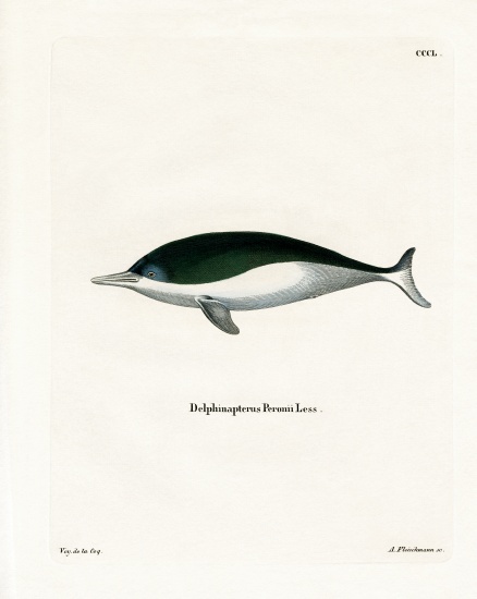 Mealy-mouthed Porpoise a German School, (19th century)
