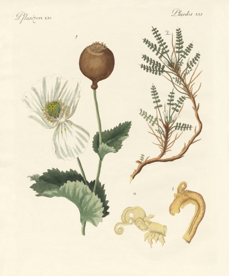 Medicinal plants a German School, (19th century)