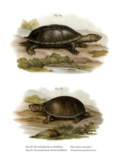 Mexican Giant Musk Turtle a German School, (19th century)