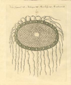 Microscopic image from the hole of the plumeless thistle-pulp