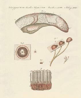 Microscopic study of the cow's tongue