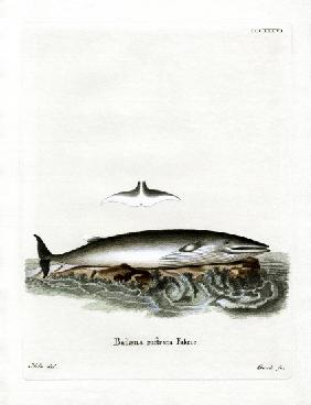 Minke Whale